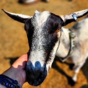 Meet your Posher, musicwyo